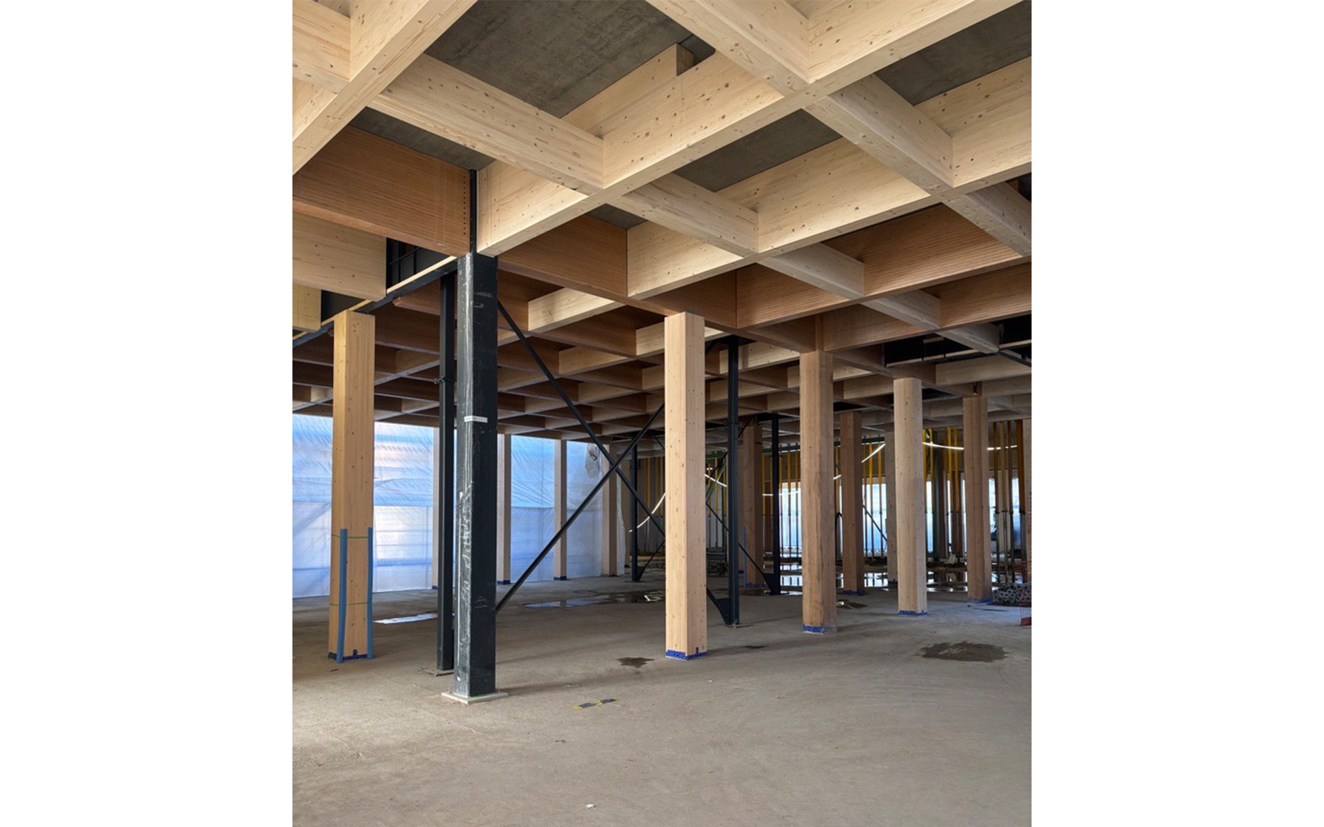 Post and beam engineered timber structure with glulam beams and columns connected to concrete slab in hybrid system 